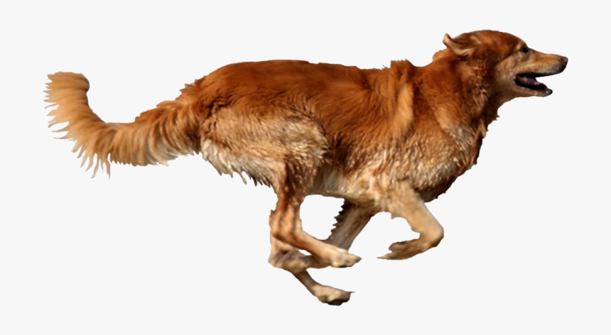 Dog Running Transparent Background, HD Png Download, Free Download