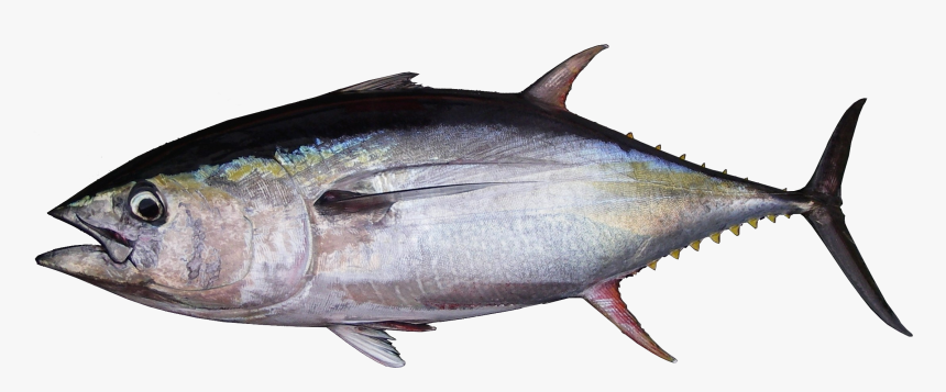 Yellowfin Tuna Ahi Tuna, HD Png Download, Free Download