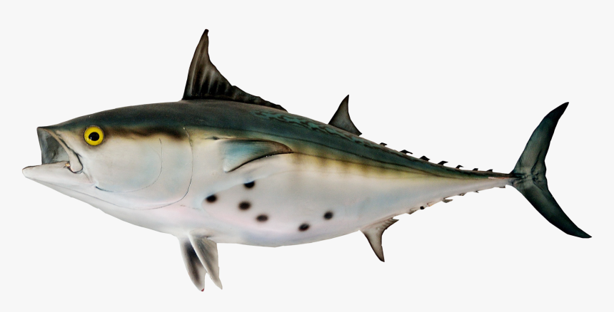 Tuna - Fish Png, Transparent Png, Free Download