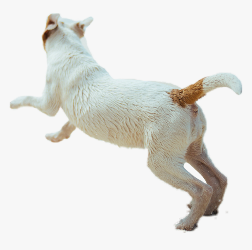 #dog #animal #running #fast #puppy #cute #dogrunning - Dog Running Side View Png, Transparent Png, Free Download