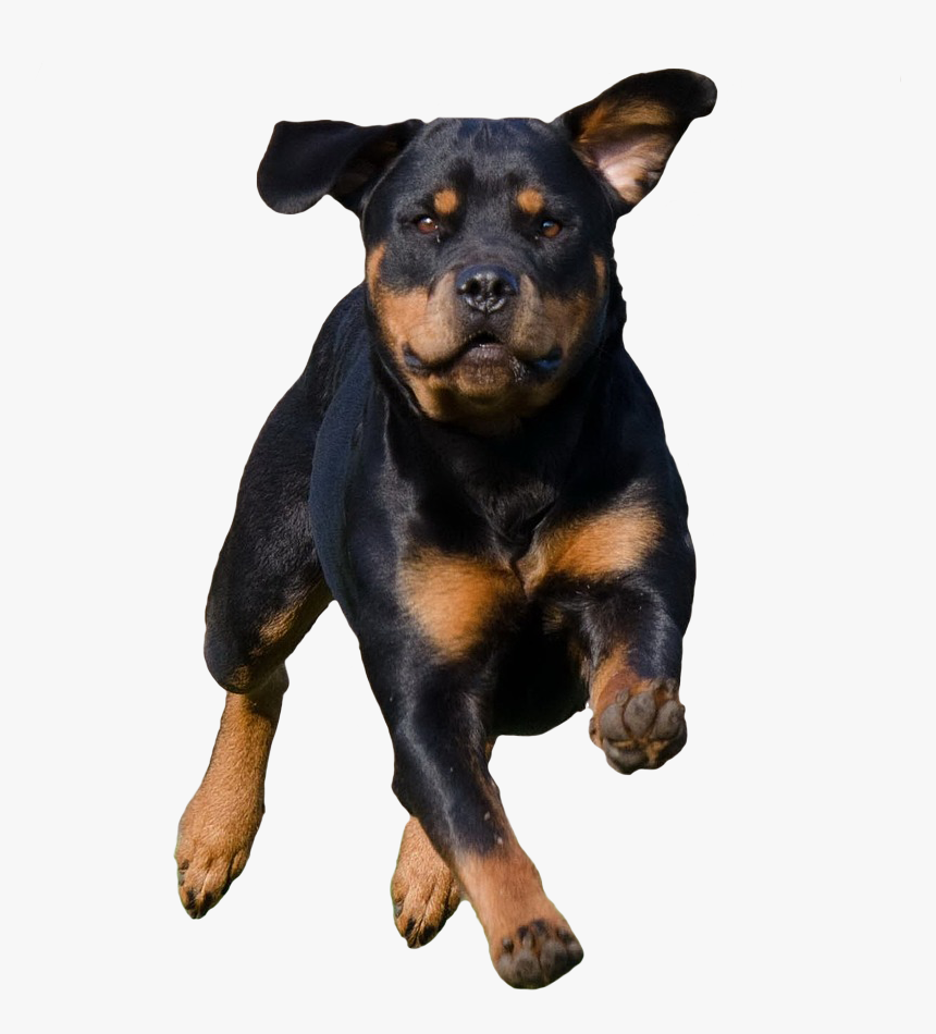 Running Dog - Dog Running Png, Transparent Png, Free Download