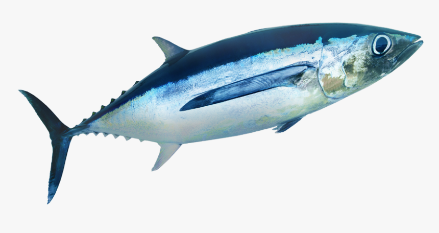 Transparent Tuna Fish Png - Shark, Png Download, Free Download