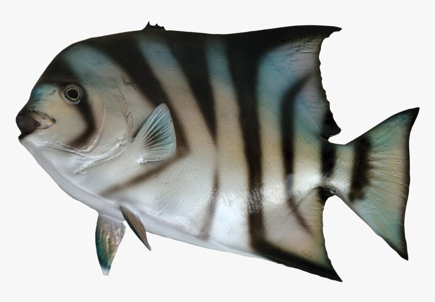 Fish For Sea Png, Transparent Png, Free Download