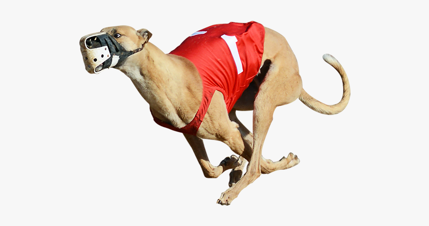 Derby Lane Greyhound Track Greyhound Racing Greyhound - Dog Race Png, Transparent Png, Free Download