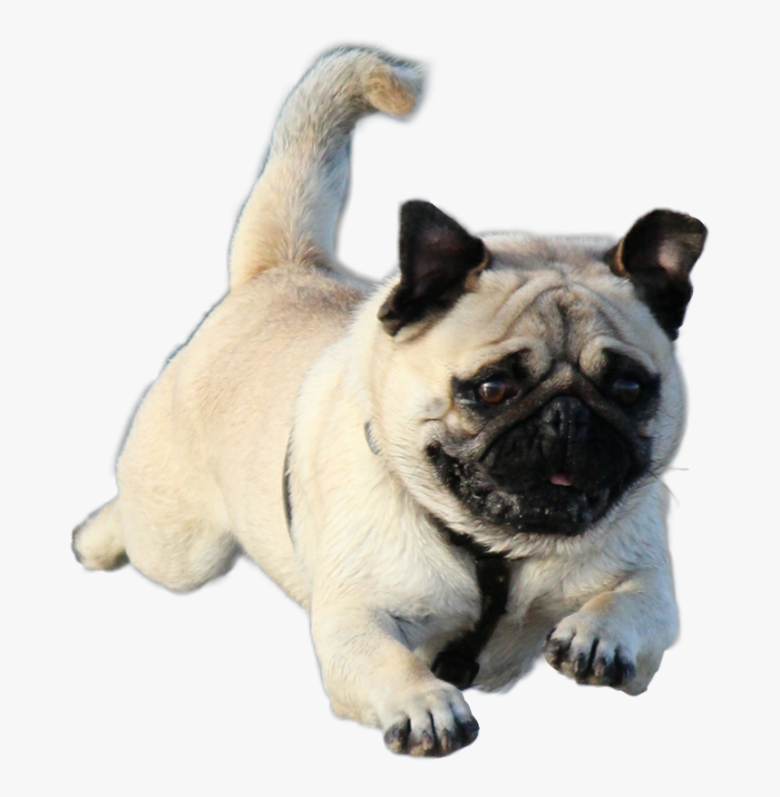 #pug #flyingpug #dog #flying #runningpug #running #runningdog - All Time Small Dog, HD Png Download, Free Download