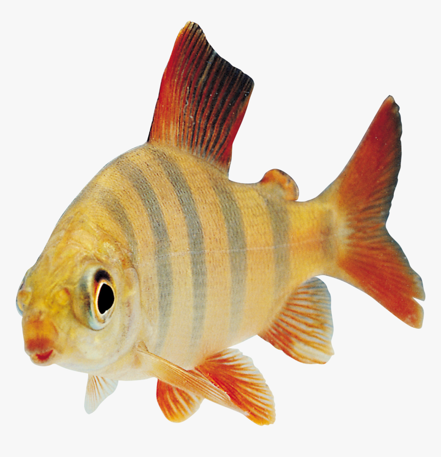 Fish Transparency, HD Png Download, Free Download