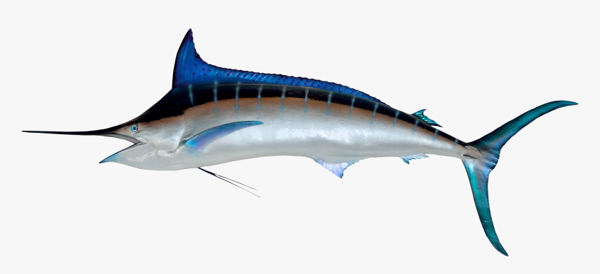 Marlin Png, Transparent Png, Free Download