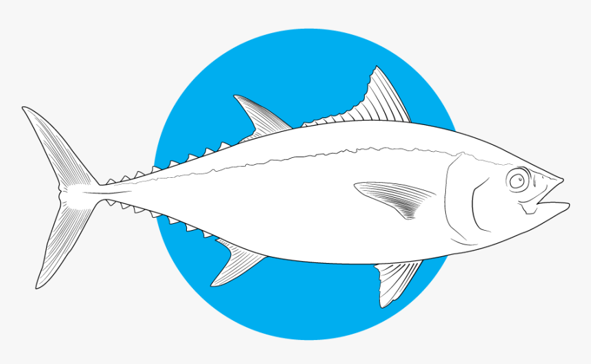 Ray-finned Fish , Png Download - Fish, Transparent Png, Free Download