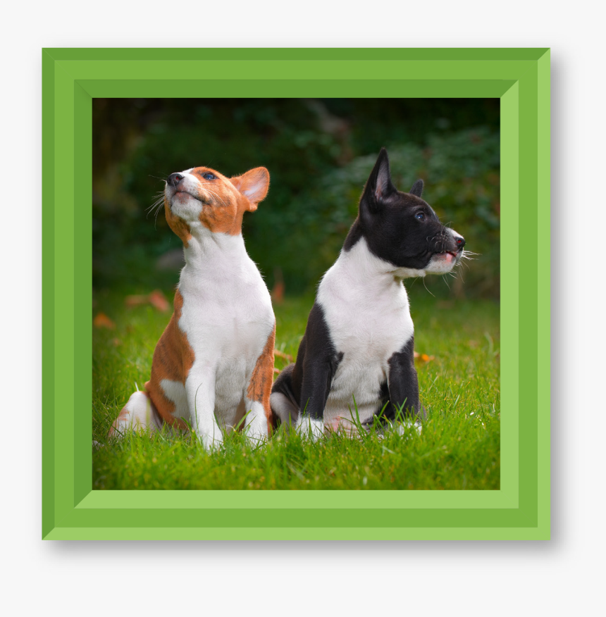 Basenji, HD Png Download, Free Download