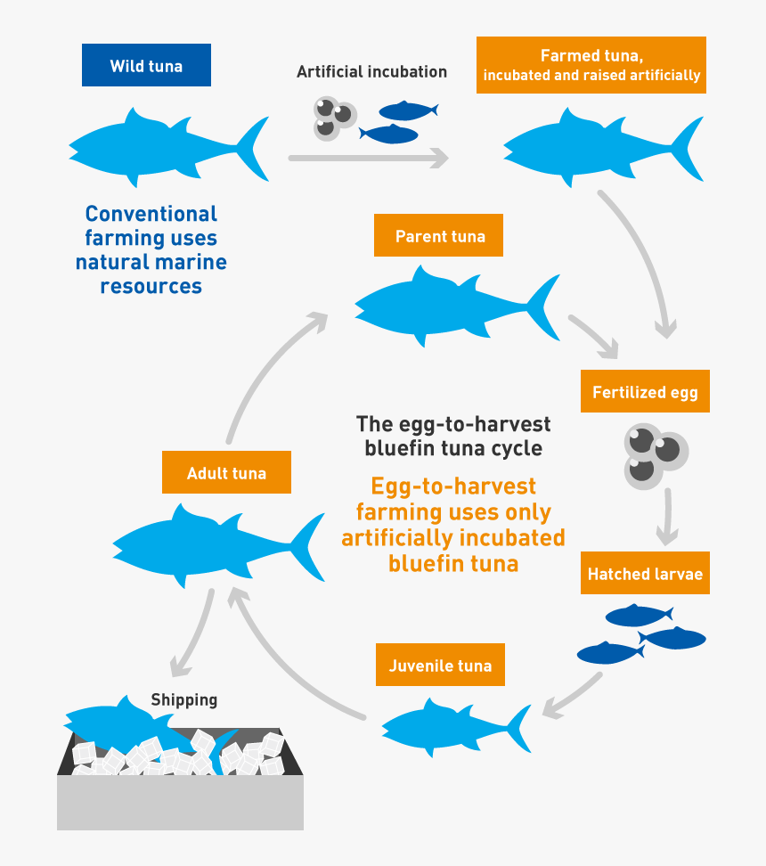 Fish Farms - Bluefin Tuna Life Cycle, HD Png Download, Free Download