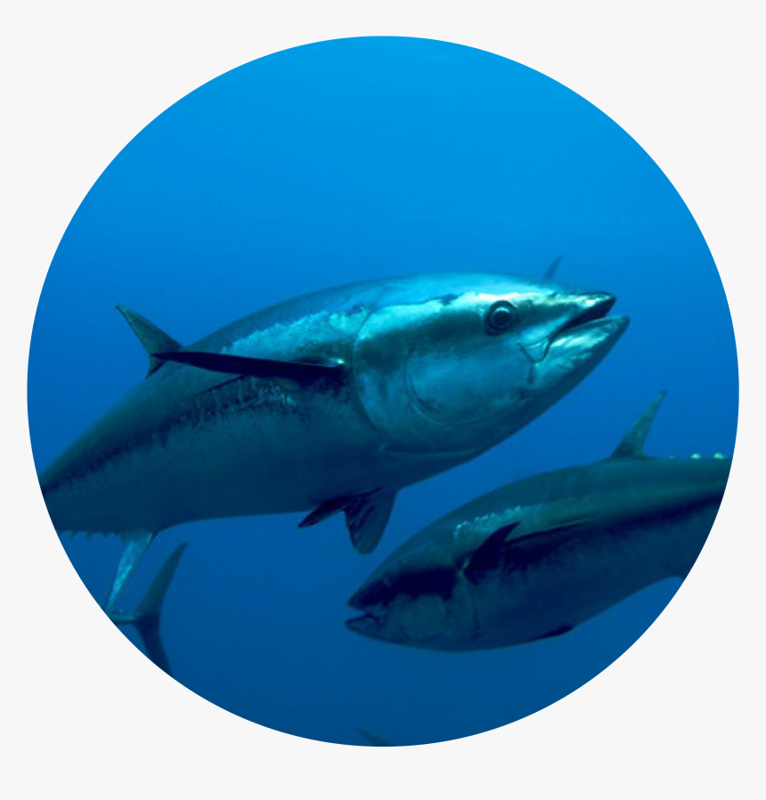 Atlantic Bluefin Tuna - Bluefin Tuna, HD Png Download, Free Download