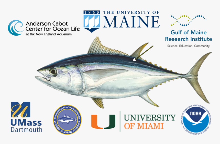 Partner Institutions Of Tagging Project - Bigeye Tuna, HD Png Download, Free Download