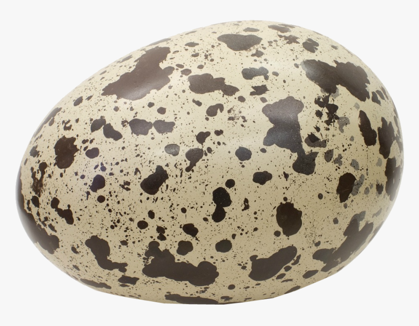 Dinosaur Egg Png, Transparent Png, Free Download