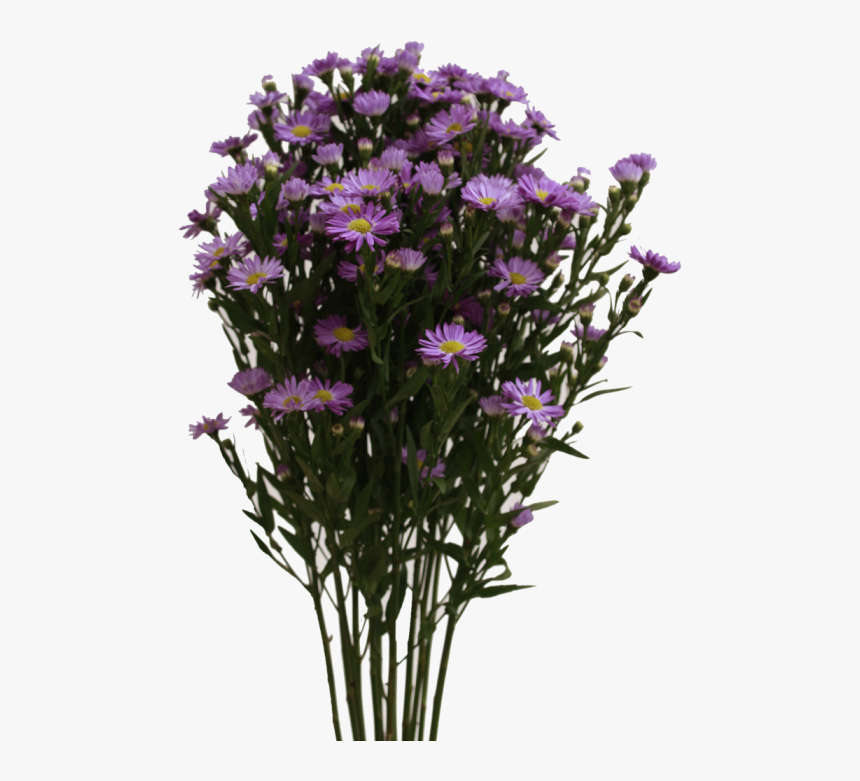 European Michaelmas Daisy , Png Download, Transparent Png, Free Download