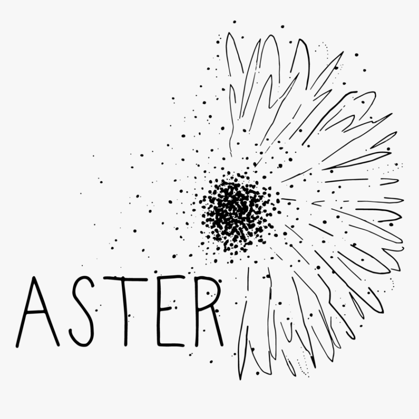 Aster Png, Transparent Png, Free Download