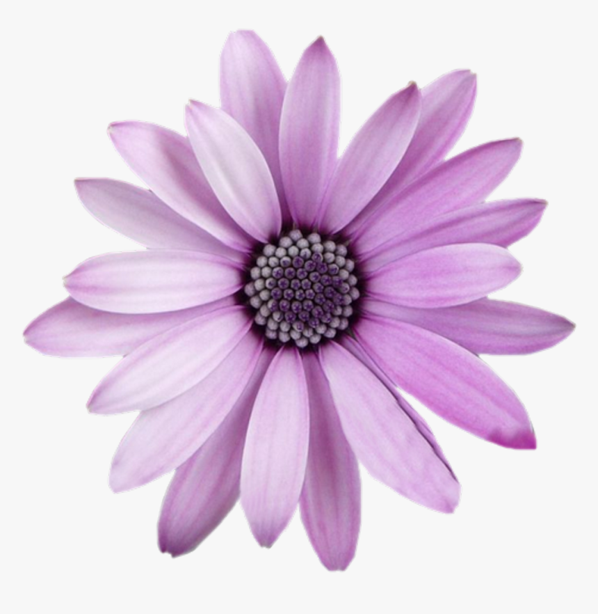 Aster, HD Png Download, Free Download