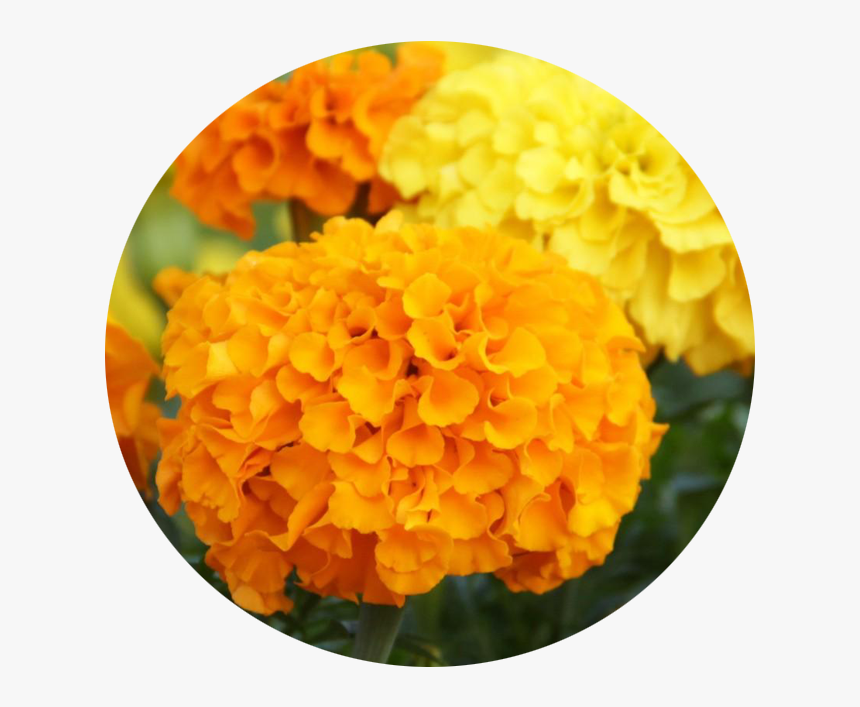 Marigold , Png Download, Transparent Png, Free Download