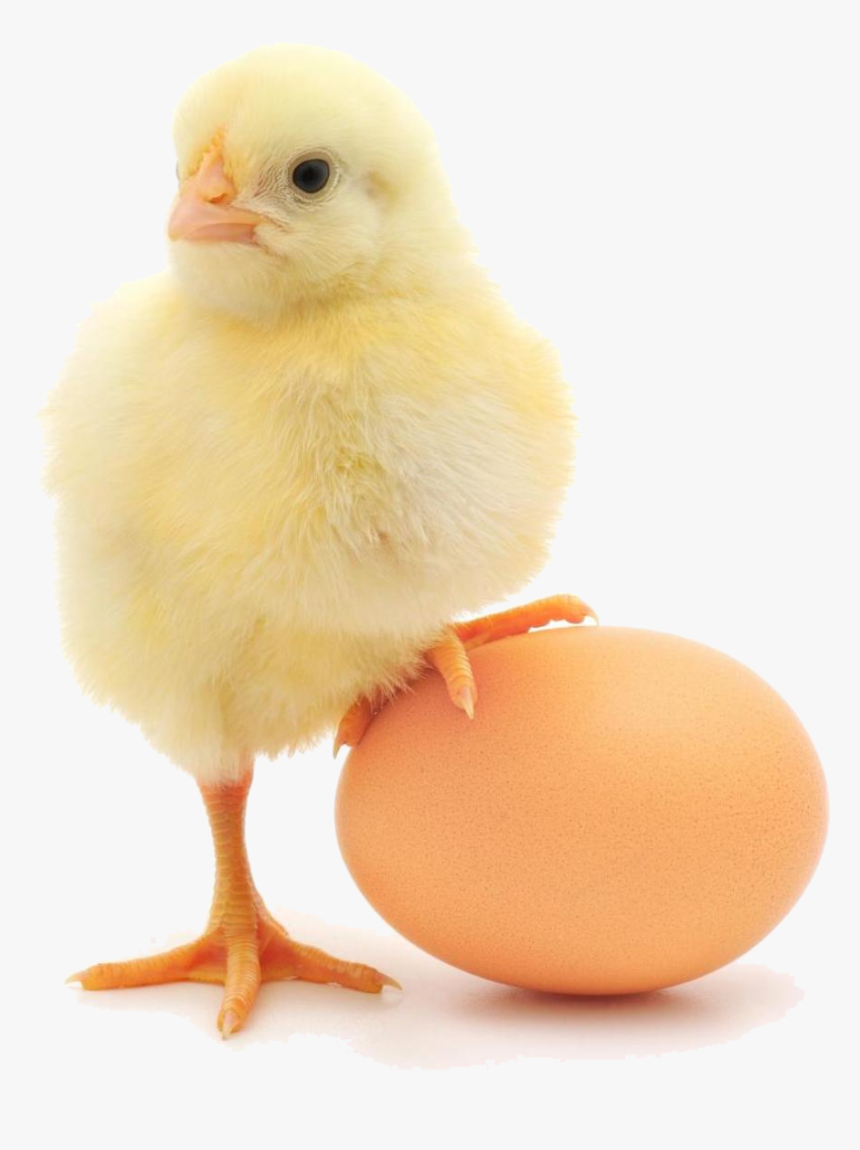 Baby Chicken Png , Png Download, Transparent Png, Free Download