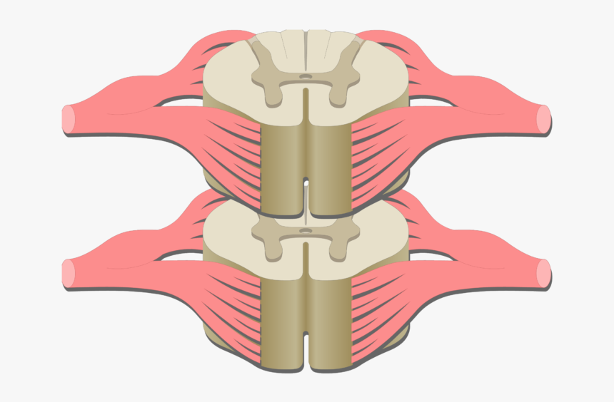 An Image Of The Spinal Cord Segment Showing The Dorsal, HD Png Download, Free Download