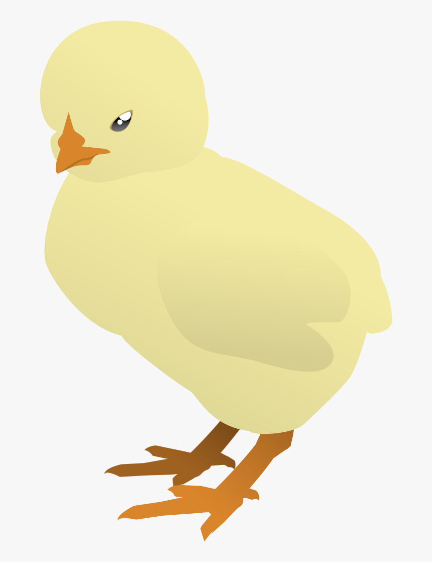 Baby Chicken Png, Transparent Png, Free Download