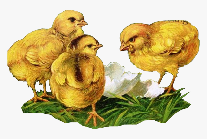 Chicken Clipart Vintage, HD Png Download, Free Download