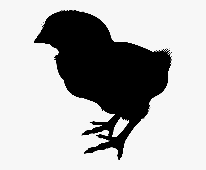 Baby Chicken Png, Transparent Png, Free Download