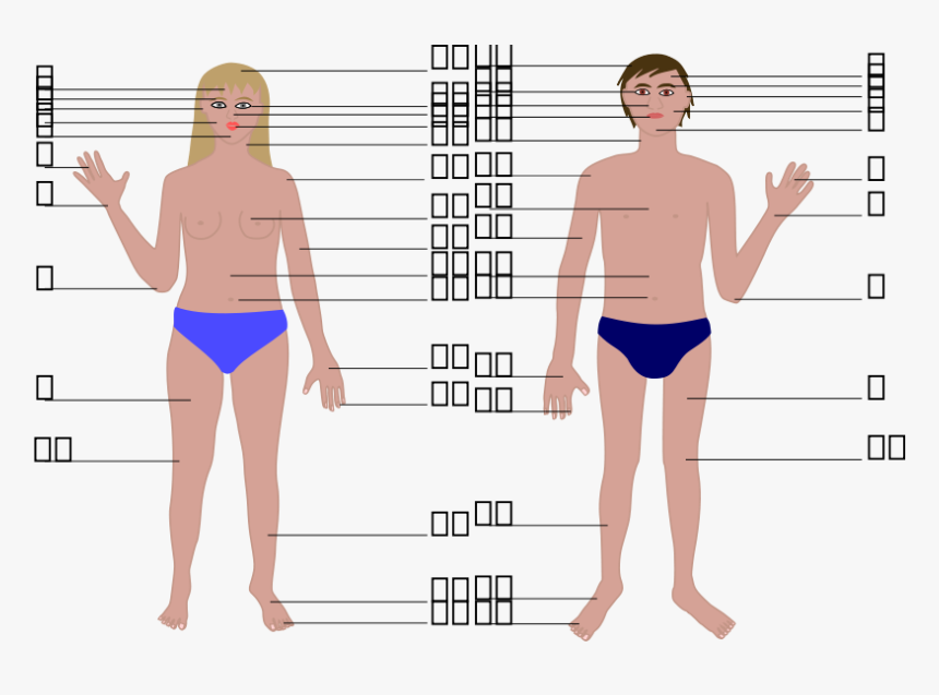 Human Body, Man And Woman, With Numbers Svg Clip Arts, HD Png Download, Free Download