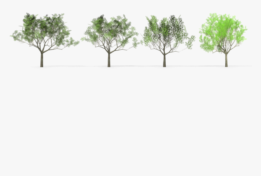 Eucalyptus Crebra Tree Royalty-free 3d Model, HD Png Download, Free Download