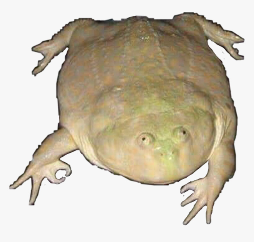 Wednesday Frog Png , Png Download, Transparent Png, Free Download