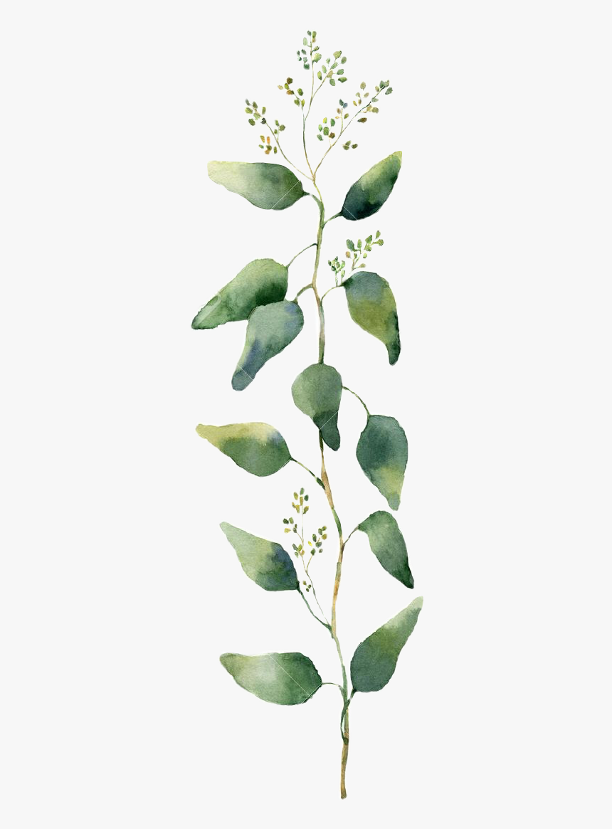 Transparent Watercolor Plants Png, Png Download, Free Download