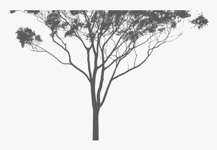 Eucalyptus Or Gum Tree Silhouette Australia Tattoos, HD Png Download, Free Download