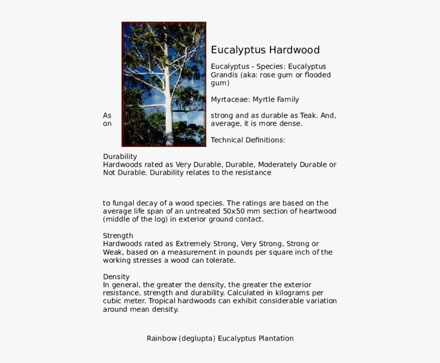 Eucalyptus Tree Png, Transparent Png, Free Download