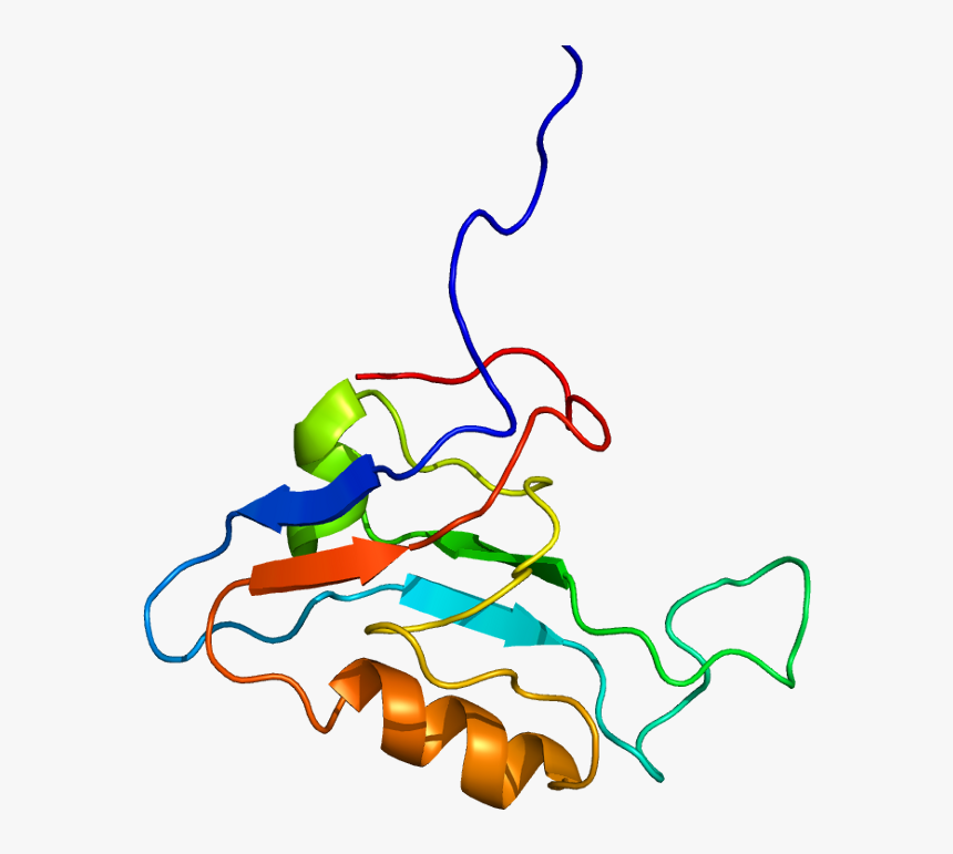 Protein Scrib Pdb 1uju, HD Png Download, Free Download