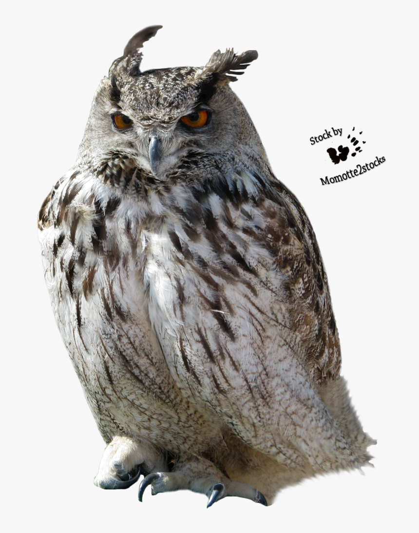 Owl Clip Art, HD Png Download, Free Download