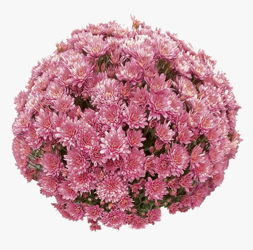 Belgian Mums® Fiora Pink, HD Png Download, Free Download