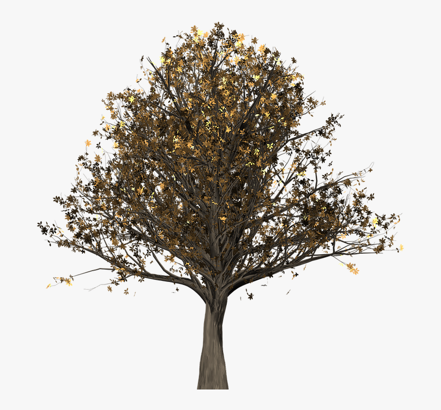 Tree, Oak, Oak Tree, Isolated, Quercus, Fall Leaves, HD Png Download, Free Download