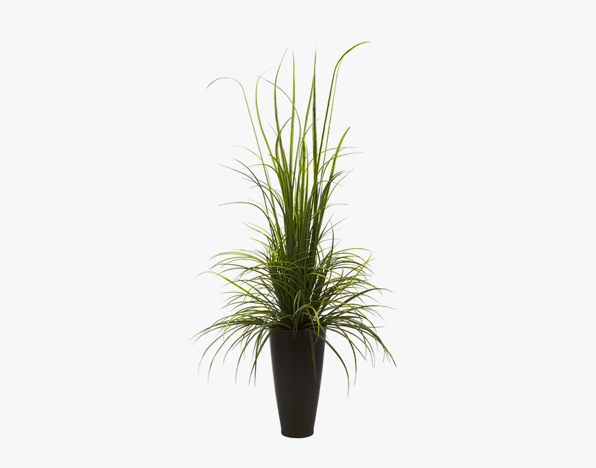 Grass Plant Png, Transparent Png, Free Download