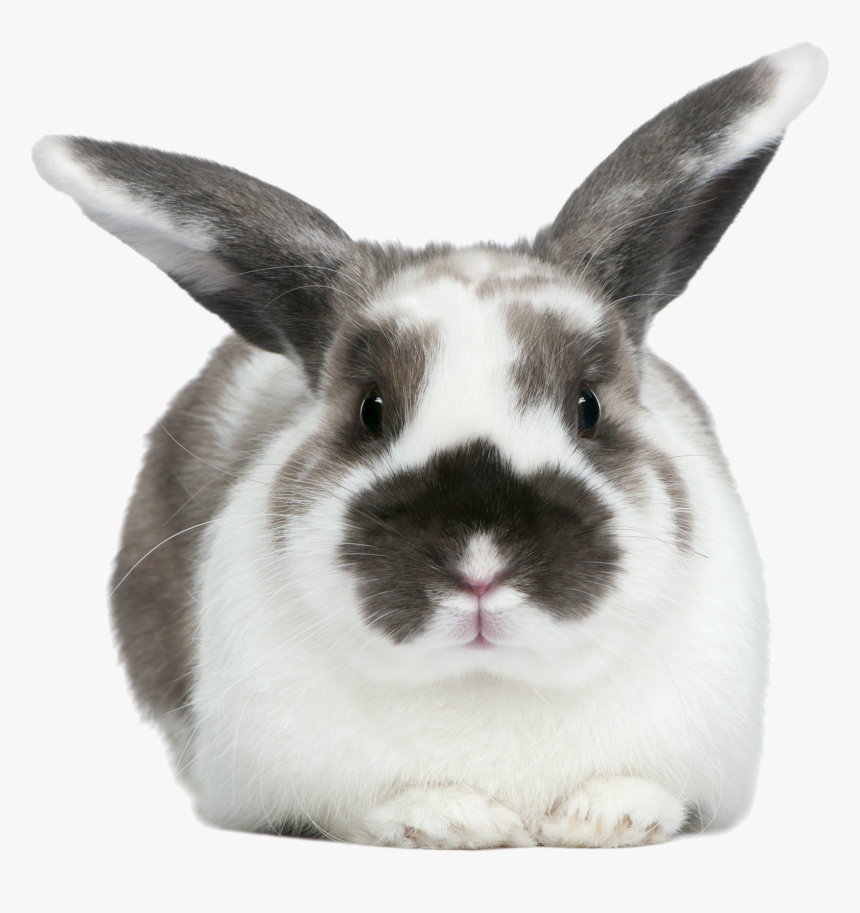 Rabbits Png, Transparent Png, Free Download