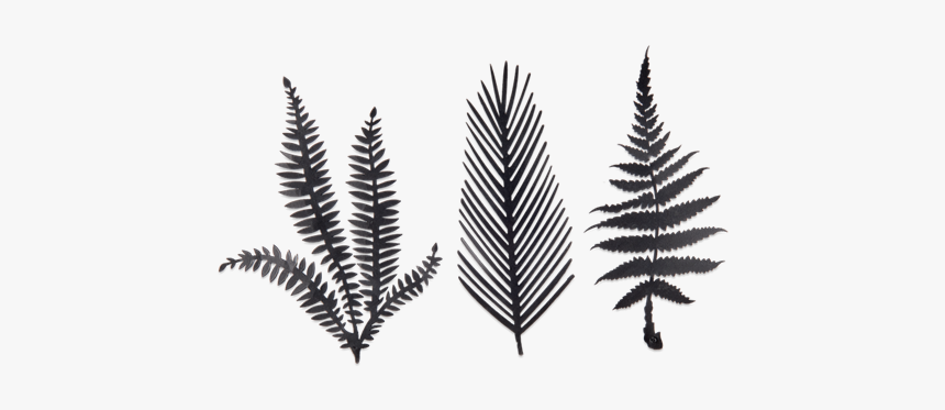 3 Black Cutout Metal Kiko Fern Leaves Botanical Leaf, HD Png Download, Free Download