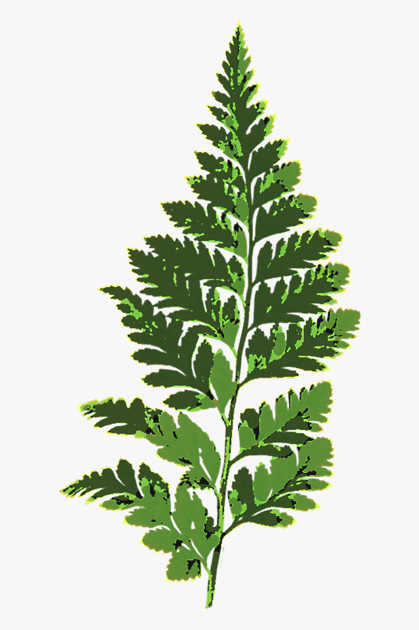 Fern Leaf Png, Transparent Png, Free Download