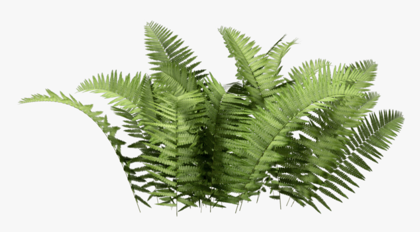 Cutout Bush, HD Png Download, Free Download