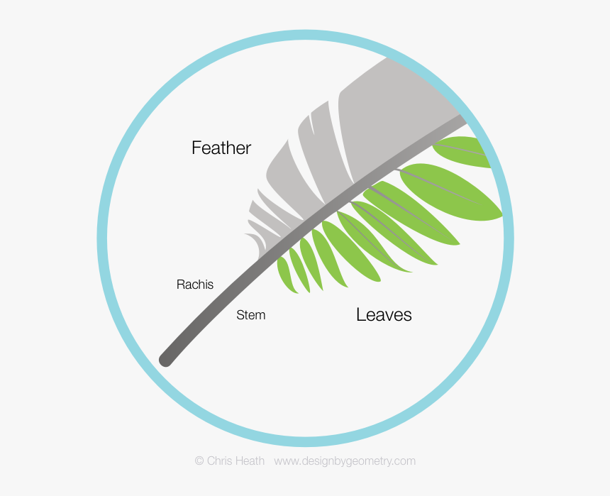 Fern Leaf Png, Transparent Png, Free Download