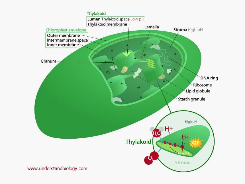 Location Of Chloroplast In A Plant Cell, HD Png Download, Free Download