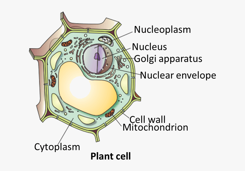 Transparent Plant Cell Png, Png Download, Free Download