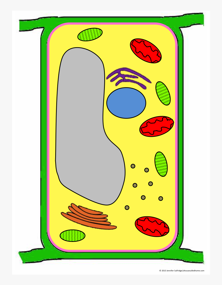 Plant Cell Png, Transparent Png, Free Download