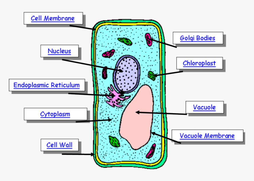 Plant Cell, HD Png Download, Free Download