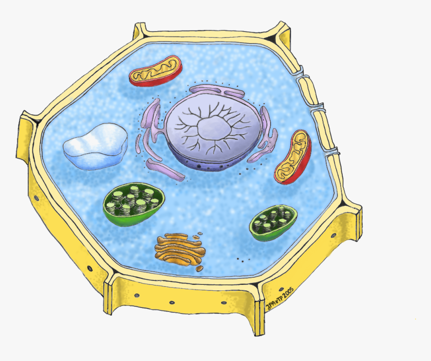 Transparent Plant Cell Png, Png Download, Free Download