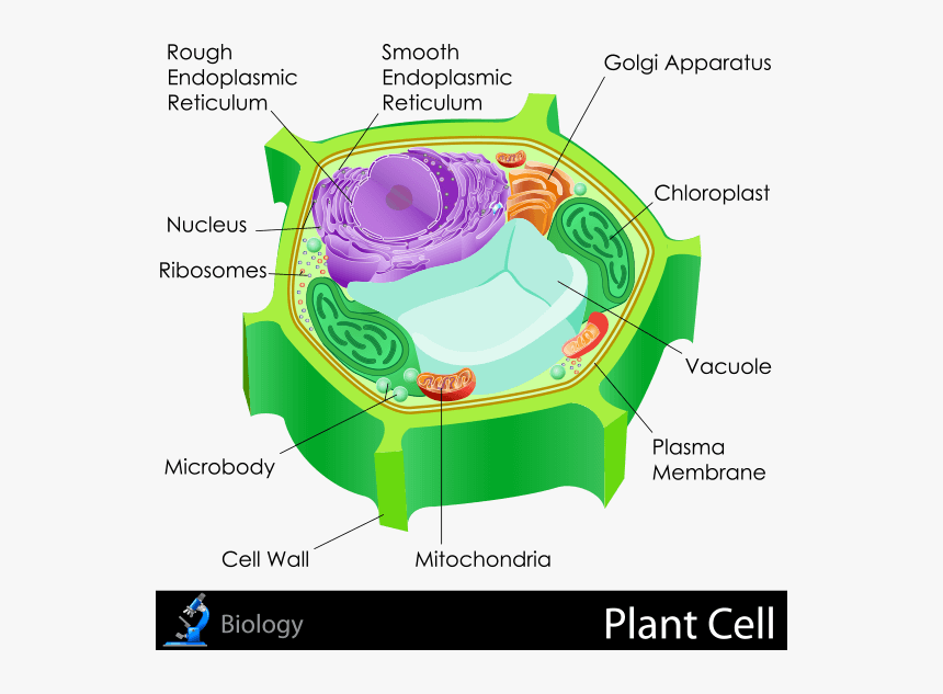 Plant Cell Png, Transparent Png, Free Download