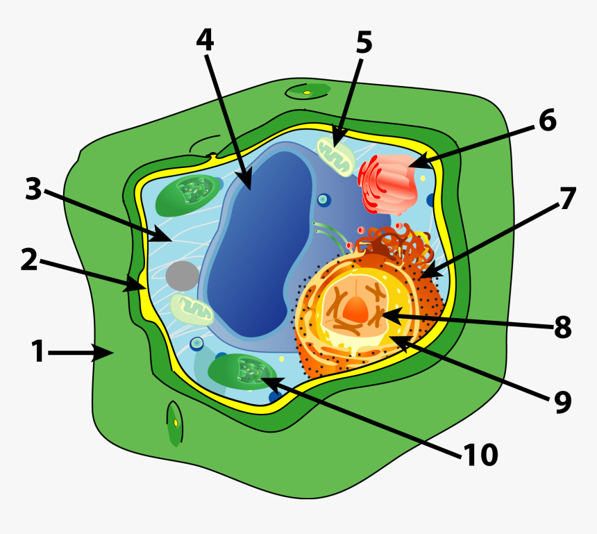 Plant Cell Png, Transparent Png, Free Download