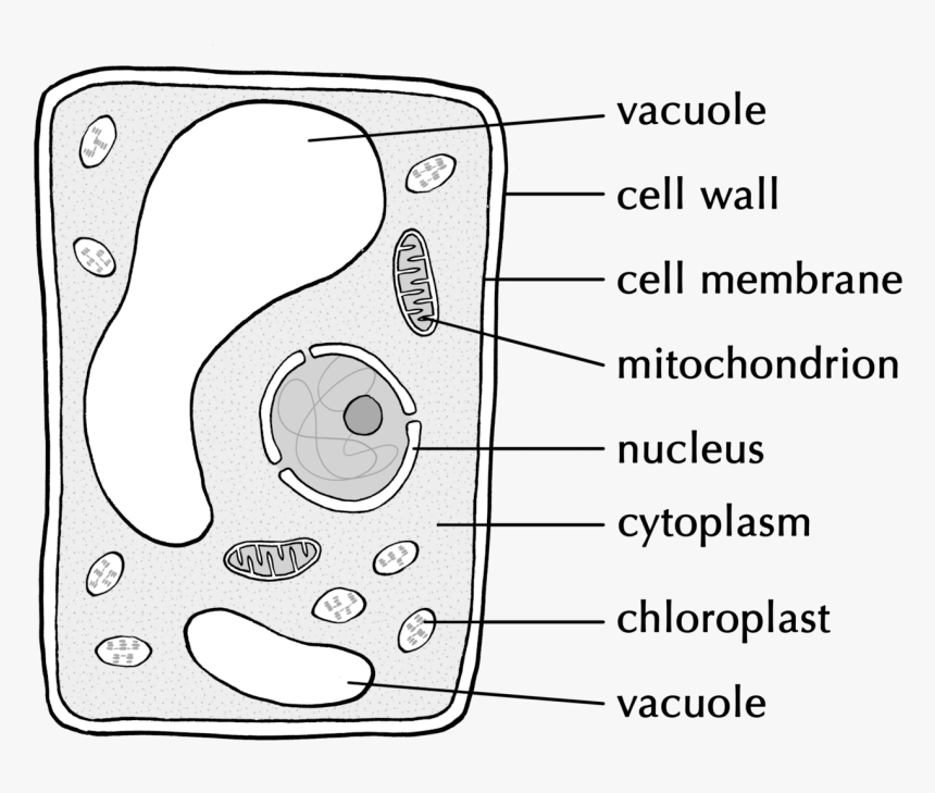 Transparent Vacuole Png, Png Download, Free Download